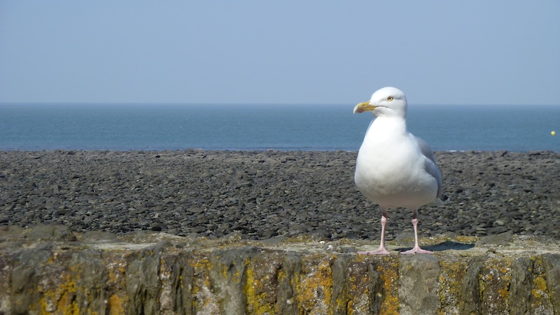 Lynmouth 11.JPG